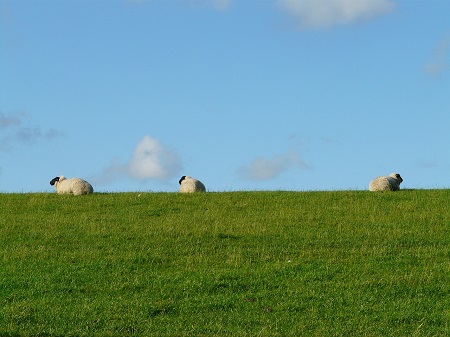 sheep 57735 1280 klein